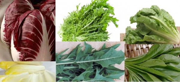 Como Cultivar Chicória – Vitaminas e Benefícios da Hortaliça