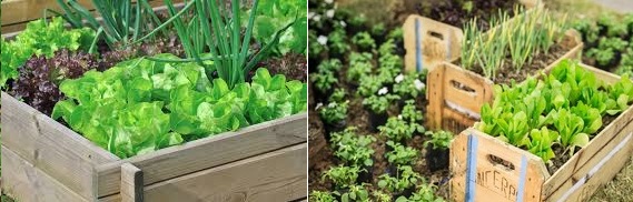horta-em-casa-horta-orgânica-no-quintal-como-fazer-