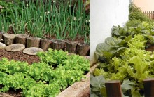 Como Fazer Horta em Casa – Horta Orgânica Caseira