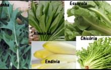 Benefícios da Chicória ou Escarola  – Vitaminas, Nutrientes e Benefícios na Dieta para Emagrecer
