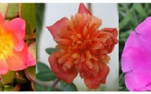 Tudo Sobre Onze Horas – Como Cultivar, Foto de Flores
