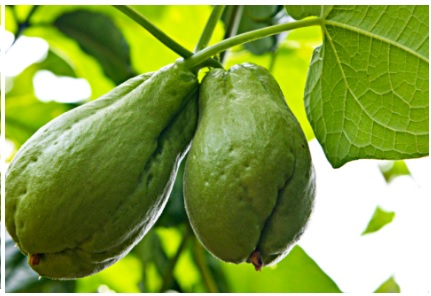 vitaminas-e-benefícios-do-chuchu-emagrece-
