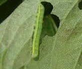 Combater Lesmas, Pulgões e Formigas em jardins e pomar