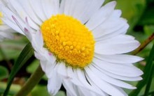 Como Cultivar Margarida – Dicas de Plantio e Fotos