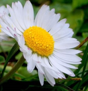 como-cultivar-margarida-dicas
