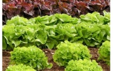Como Plantar Alface – Dicas de Cultivo de Hortaliças