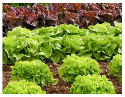 Como Plantar Alface – Dicas de Cultivo de Hortaliças