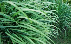 Benefícios do capim Cidreira, Santo ou limão, Como Usar