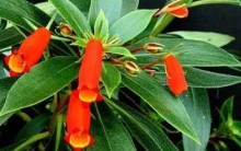 Flor de Semânia – Como Cultivar, Regas, Fazer Mudas, Fotos da Flor