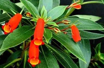 Flor de Semânia – Como Cultivar, Regas, Fazer Mudas, Fotos da Flor