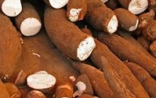 Como Plantar Mandioca – Quando Colher e Dicas de Cultivo