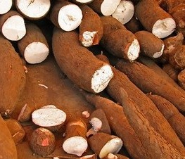 Como Plantar Mandioca – Quando Colher e Dicas de Cultivo