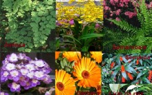 Tipos de Flores e Plantas de Sombra e Ripados com Fotos