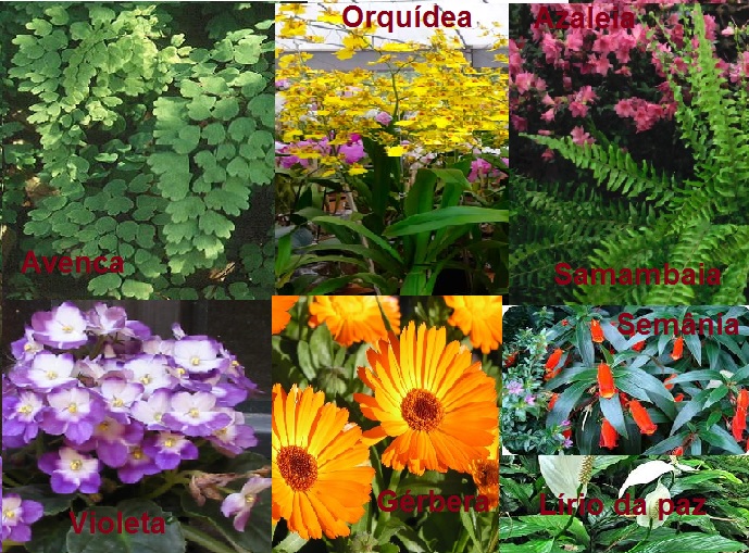 Tipos de Flores e Plantas de Sombra e Ripados com Fotos