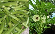 Quiabo – Vitaminas e Benefícios na Glicemia e Colesterol