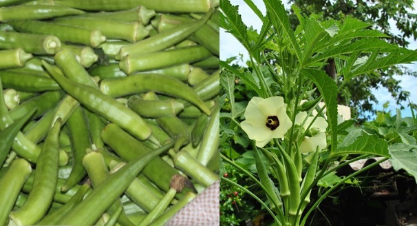 Quiabo – Vitaminas e Benefícios na Glicemia e Colesterol