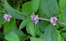 Chás Calmantes  – Ervas para Melhorar o Sono e Irritação