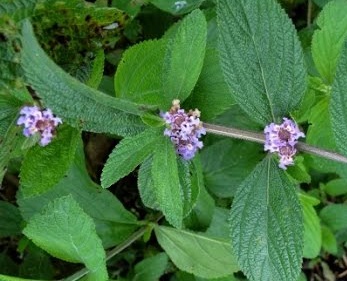 Chás Calmantes  – Ervas para Melhorar o Sono e Irritação