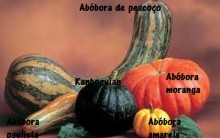 Remédios Caseiros com Abóbora – Vitaminas e Benefícios