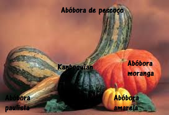 remédios-caseiros-com-abóbora-tipos-