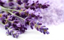 Decorar com Lavanda ou Alfazema – Fotos e Dicas