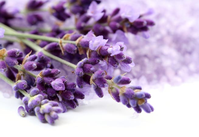 Decorar com Lavanda ou Alfazema – Fotos e Dicas