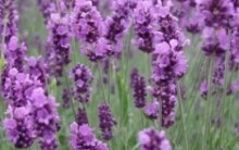 Benefícios da Alfazema à Saúde – Remédios Caseiros Lavanda ou Nardo