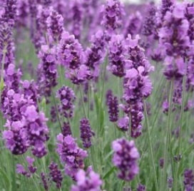 Benefícios da Alfazema à Saúde – Remédios Caseiros Lavanda ou Nardo