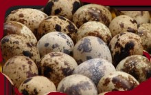 Ovo de Codorna – Benefícios à Saúde e Vitaminas