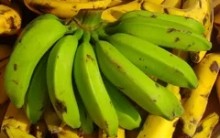 Como Fazer Biomassa de Banana Mais Você 28/10/15