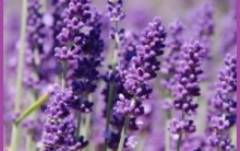 Cuidar da Lavanda – Rega, Adubagem, Poda, Lugar Ideal – Flor Comestível