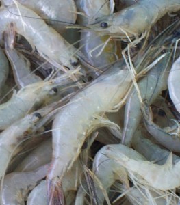 caldo-de-camarão-com-cascas-e-cabeça-receita-fácil-