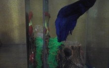 Como Cuidar de Peixes no Aquário – Betta e Goldfish