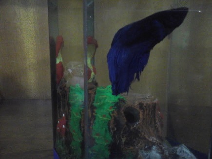 Como Cuidar de Peixes no Aquário – Betta e Goldfish