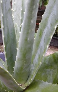 máscara-facial-caseira-de-babosa-aloe-vera-como-fazer-