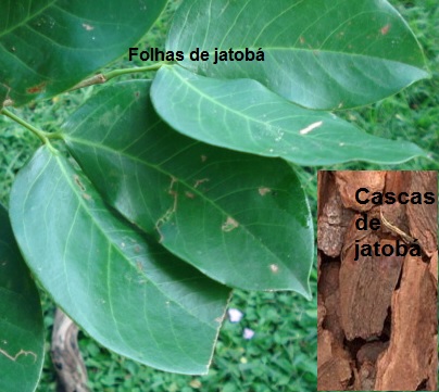 benefícios-do-jatobá-receita-de-xarope-e-chá
