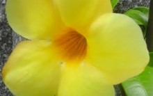 Allamanda com Flor Amarela – Como Cultivar, Cuidados