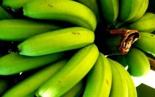 Alimentos que Combatem Diarreia – Dicas de Remédios Caseiros