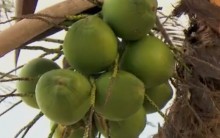 Benefícios da água de Coco, Nutrientes e Calorias do Coco Fresco
