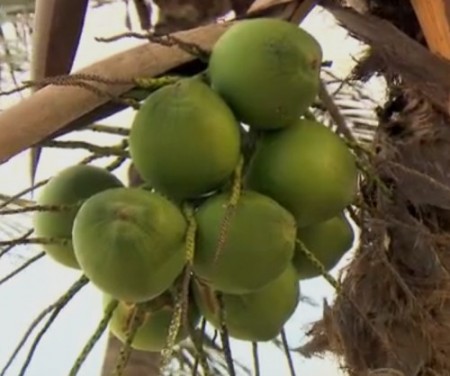 coco-verde-água-de-coco-