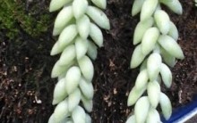 Suculentas – Como Cuidar e Decorar com as Plantas