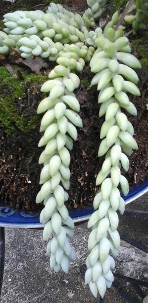 Suculentas – Como Cuidar e Decorar com as Plantas