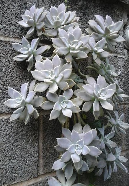 suculentas-plantada-no-muro- tipos-de-suculentas-