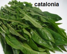 Benefícios da Catalonha – Nutrientes e como Preparar Catalônia