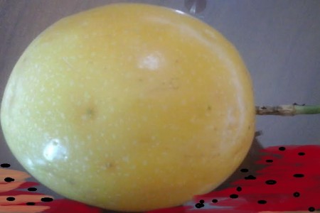 como-cultivar-plantar-maracujá-azedo--