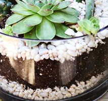 como-preparar-um-terráreo-