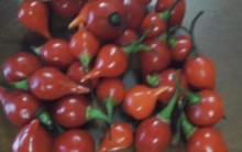 Pimenta Biquinho – Vitaminas, Benefícios, Receita de conserva e Foto