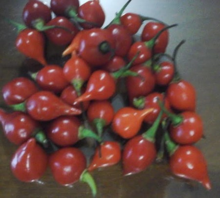 Pimenta Biquinho – Vitaminas, Benefícios, Receita de conserva e Foto