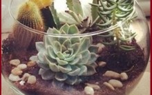 Terrário – Como Montar e Cuidar, Que Planta Usar