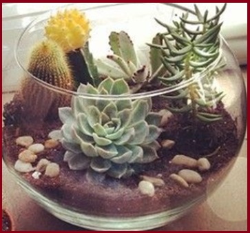 Terrário – Como Montar e Cuidar, Que Planta Usar